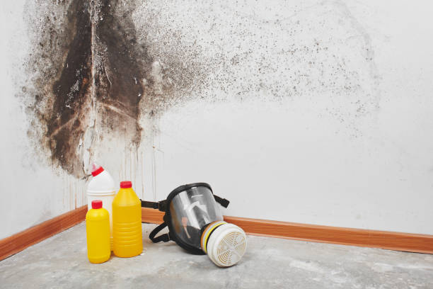Encinitas, CA Mold Remediation Company