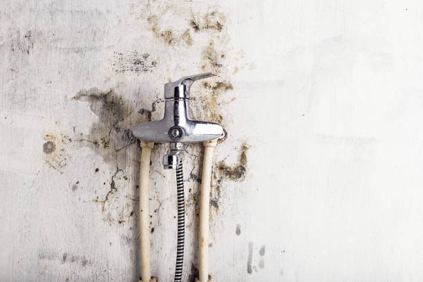 Best HVAC Mold Remediation in Encinitas, CA