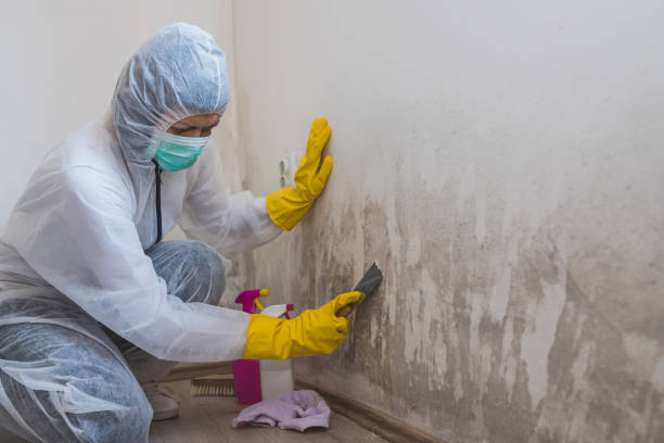 Best Crawl Space Mold Remediation in Encinitas, CA