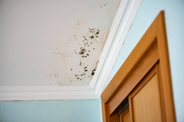Best Industrial Mold Remediation in Encinitas, CA