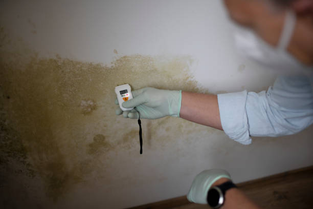 Best Residential Mold Remediation in Encinitas, CA