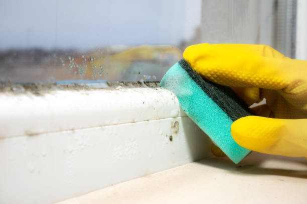 Best Basement Mold Remediation in Encinitas, CA
