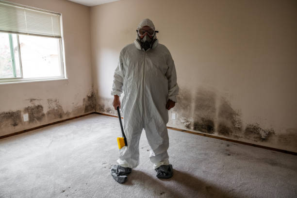 Best Post-Flood Mold Remediation in Encinitas, CA