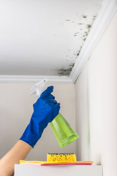 Best Residential Mold Remediation in Encinitas, CA